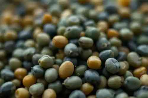 Pintade, La Sabinoise recipe served on a plate, by Pekin the Chef