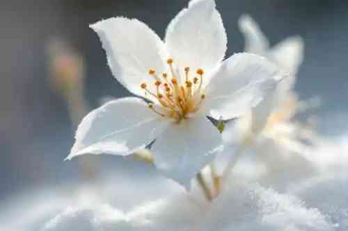 Winter White recipe served on a plate, by Pekin the Chef